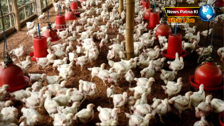 Chicken Bird Flu